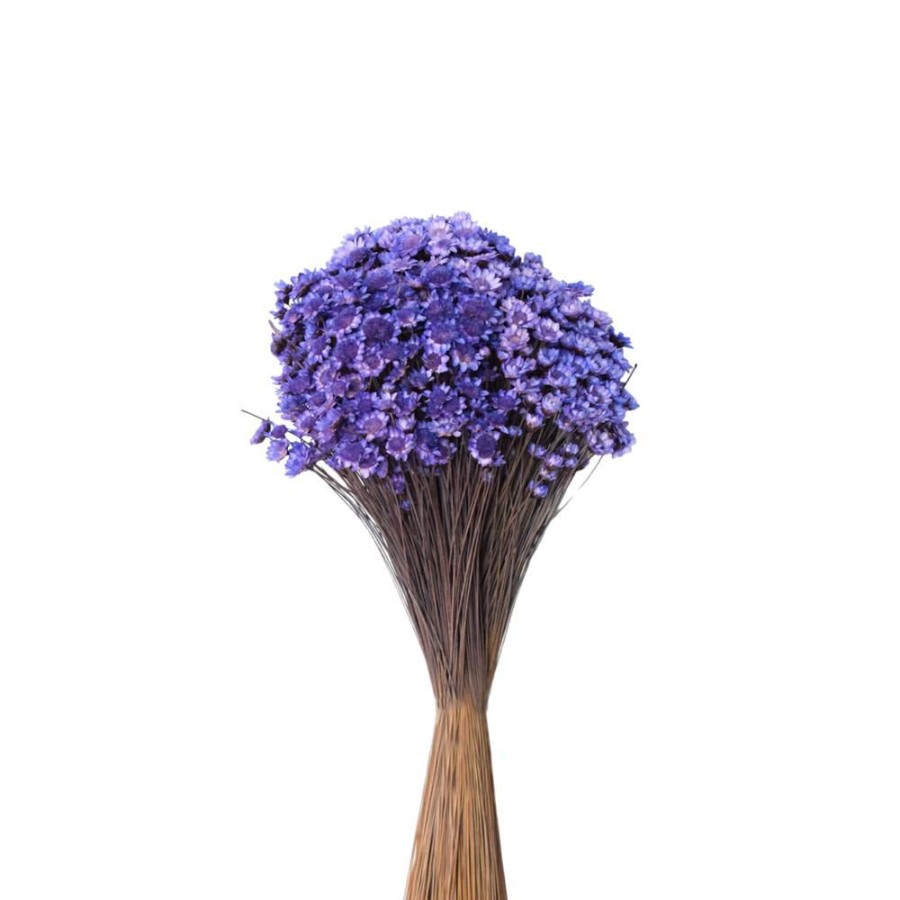 GLIXIA BREJEIRA GR.100 CM.50 VIOLA 128