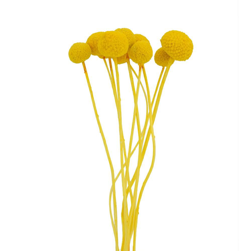 CRASPEDIA MAZZO 10 PZ. CM.73 GIALLO 02/P