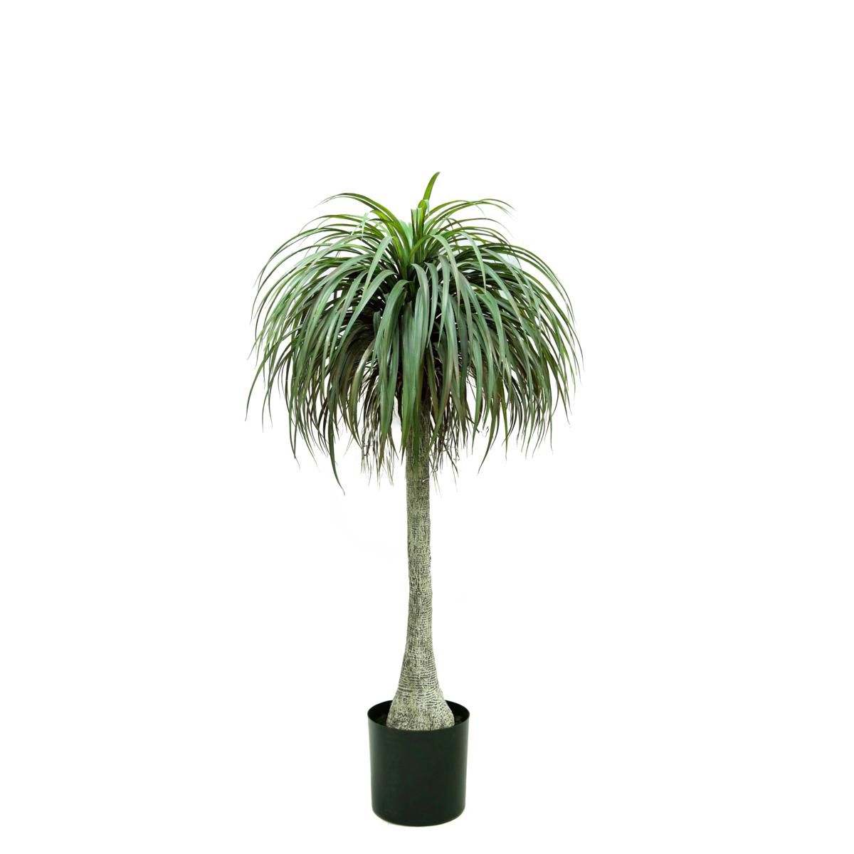 YUCCA ALOIFOLIA PIANTA C/VASO CM.180 VERDE