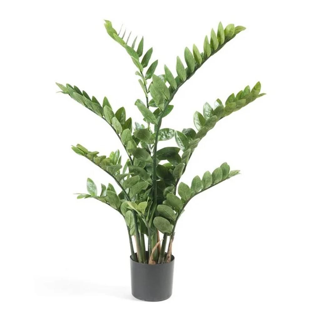 ZAMIOCULCAS PIANTA C/VASO 11X 220F CM.110 VERDE