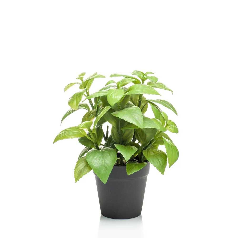 BASILICO PIANTA C/VASO CM.23 VERDE