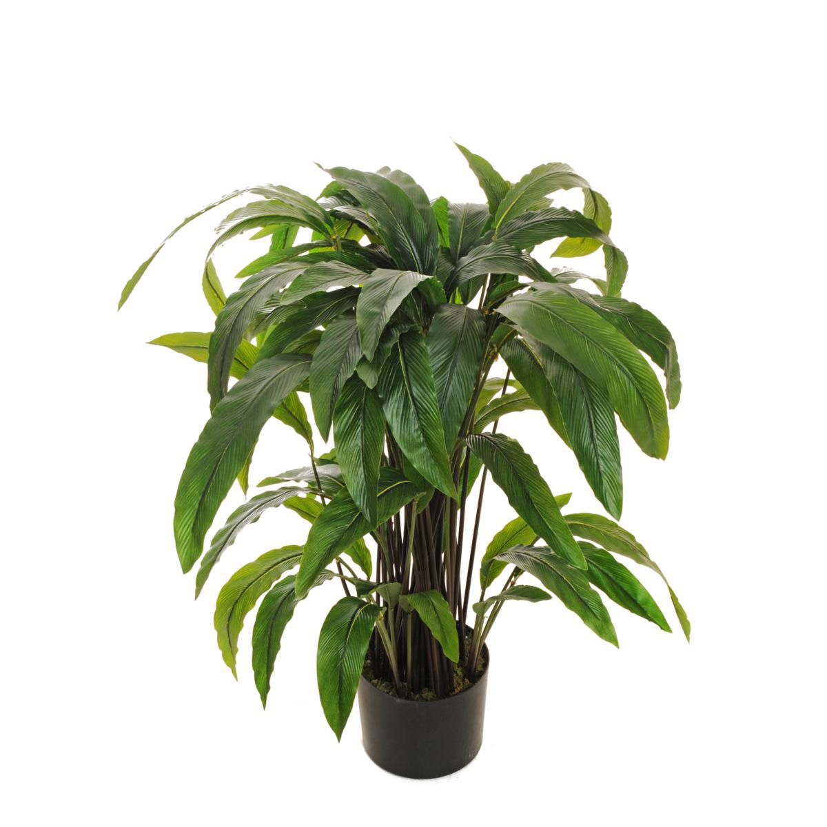 CALATHEA RUFIBARBA PIANTA C/VASO 74 F. VERDE