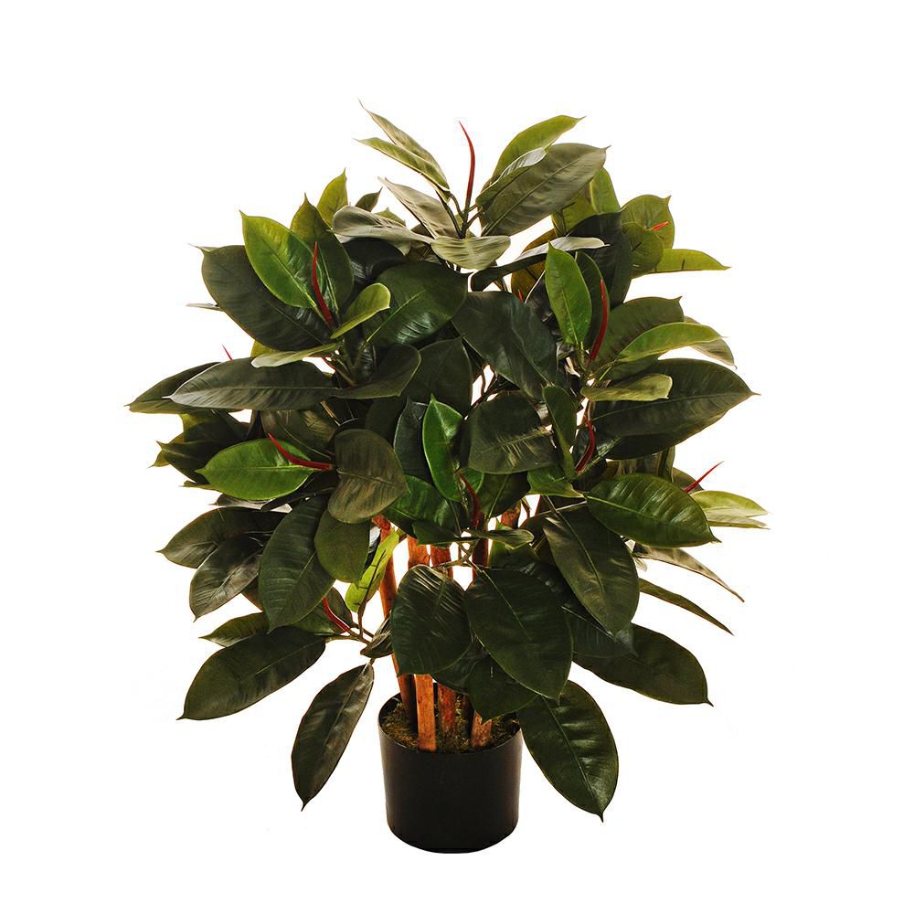 FICUS ELASTICA PIANTA C/VASO 140F. D.18 H.90 CM VERDE