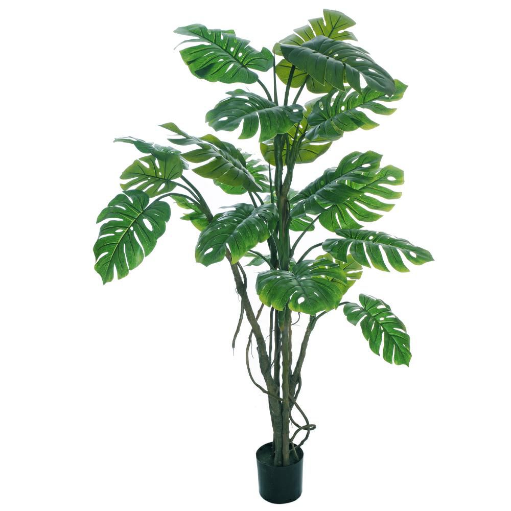 PHILODENDRO MONSTERA PIANTA C/VASO 21F CM.210 VERDE