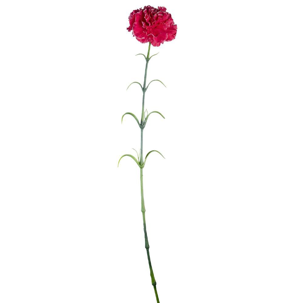 GAROFANO CARNATION CM.70 FUCSIA