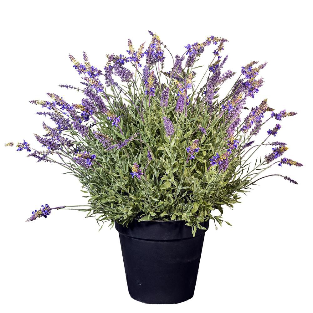 LAVANDA PIANTA C/VASO D.28 CM H.75 CM LAVANDA
