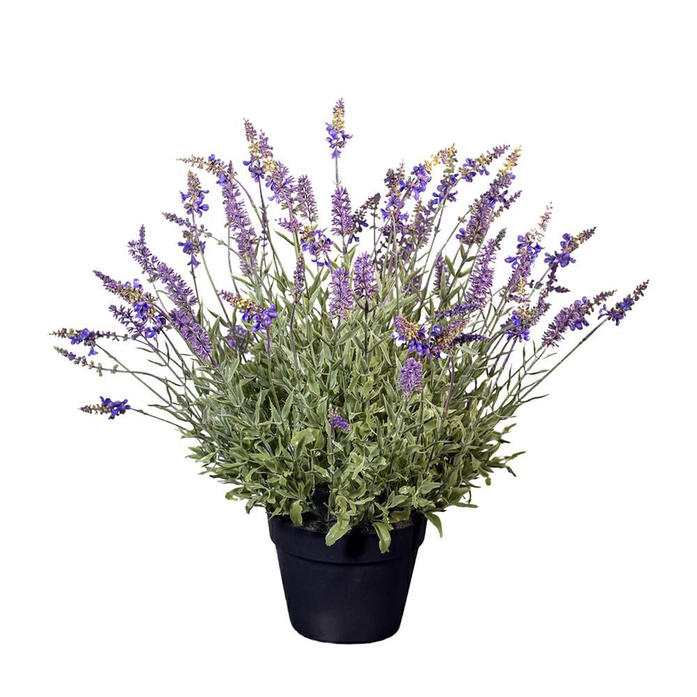 LAVANDA PIANTA C/VASO D.17 CM H.60 CM LAVANDA