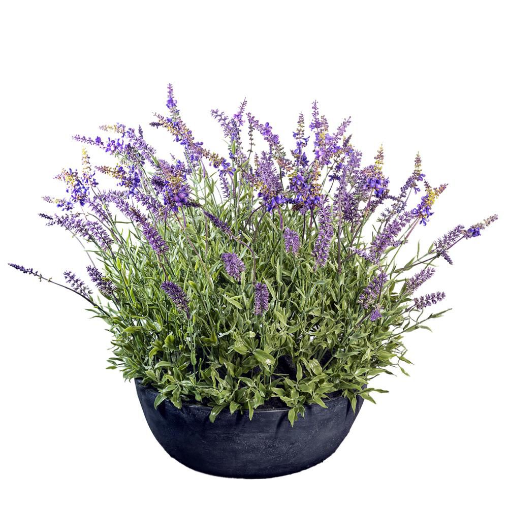 LAVANDA PIANTA C/VASO D.40 CM H.60 CM LAVANDA