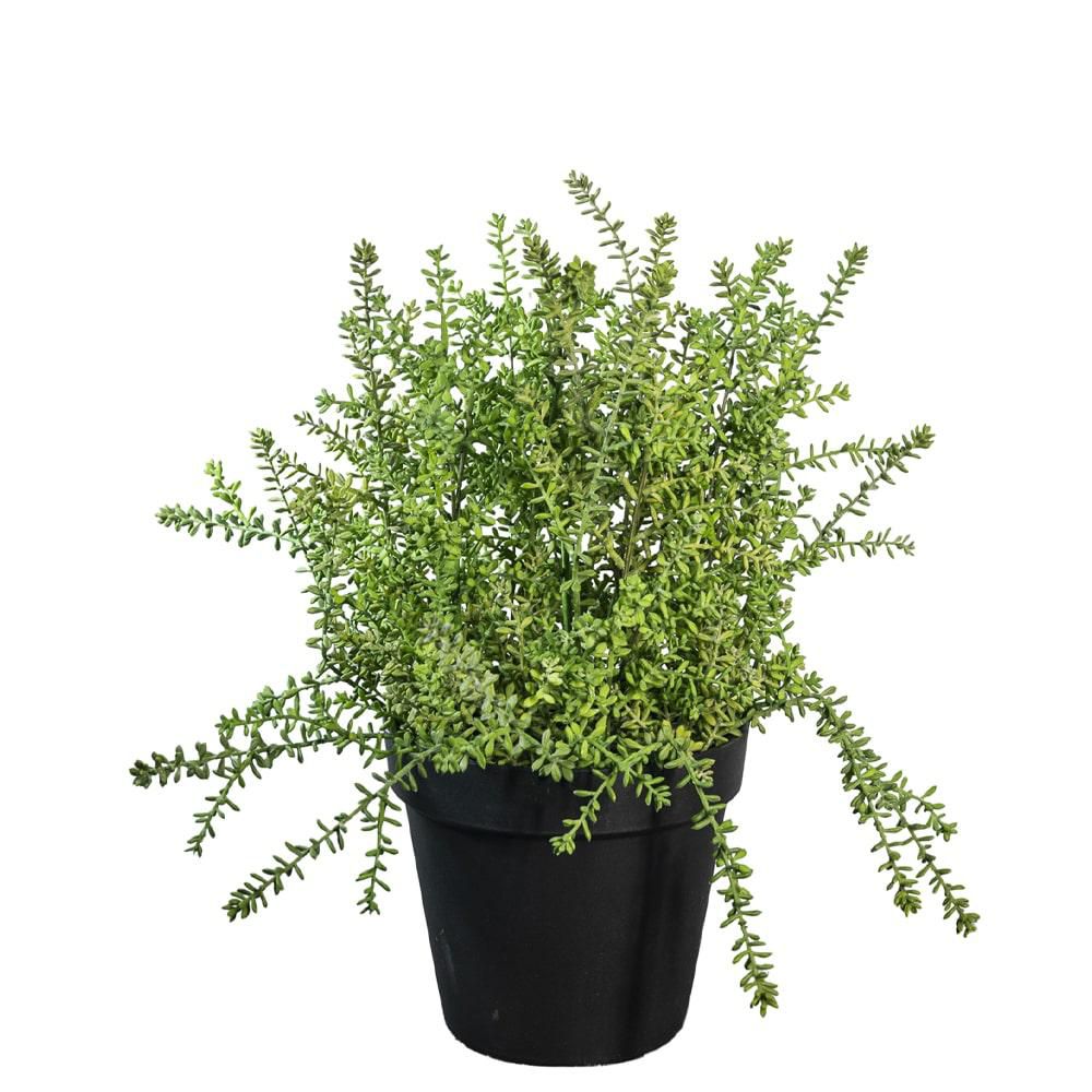 SUCCULENTA PIANTA C/VASO D.24 CM H.55 CM VERDE