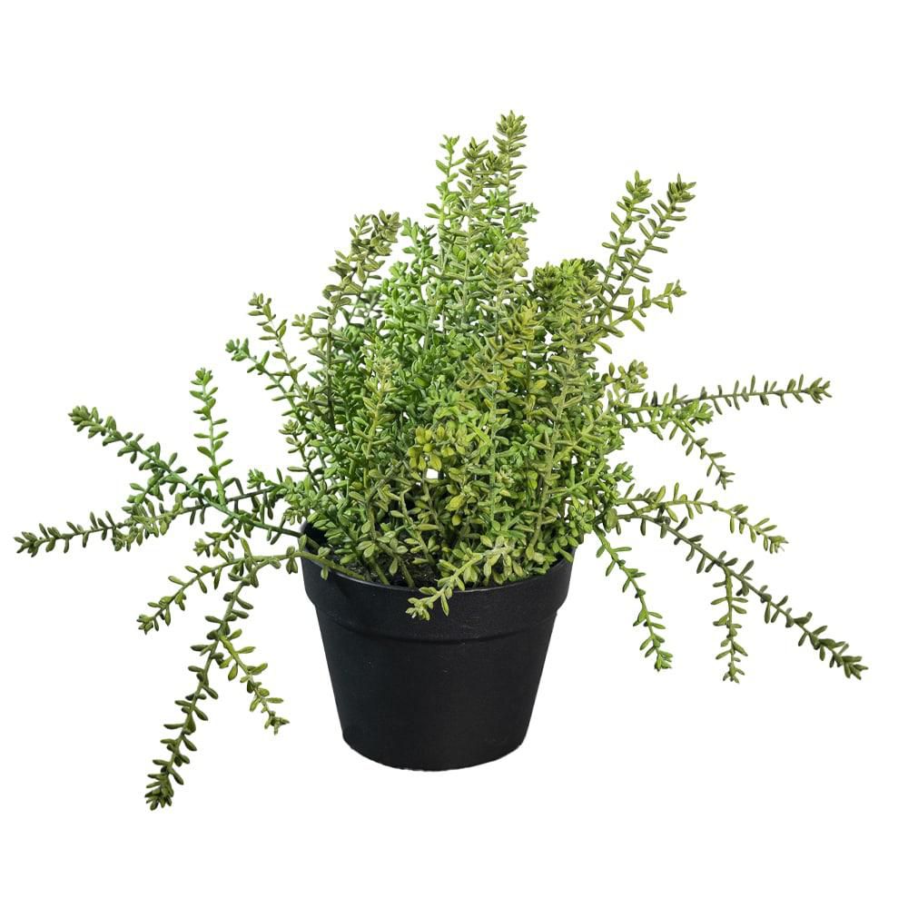 SUCCULENTA PIANTA C/VASO D.18 CM H.40 CM VERDE