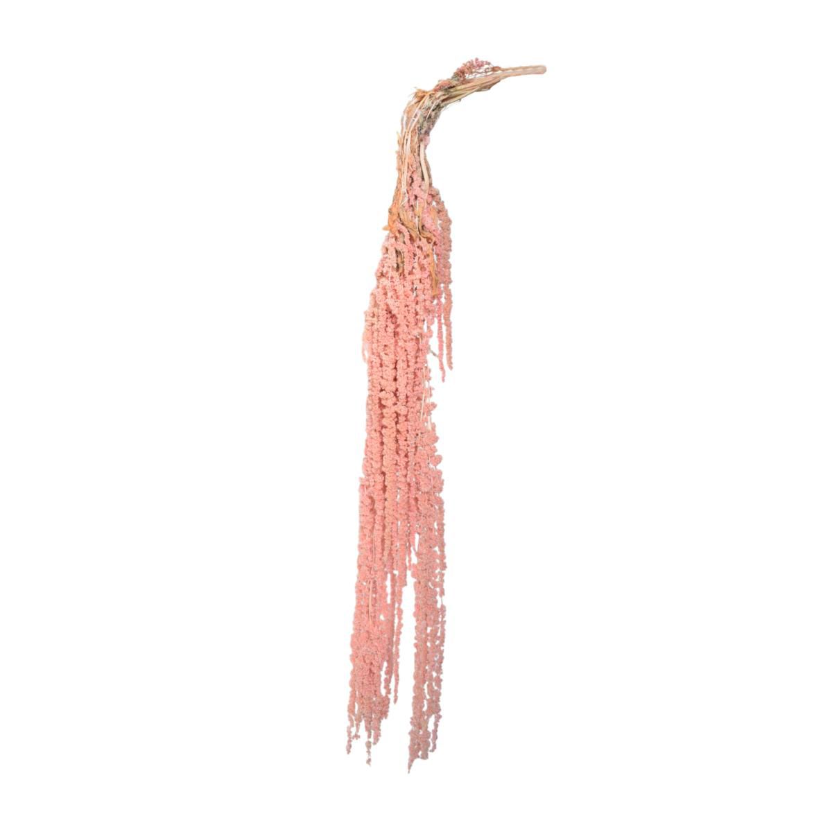 AMARANTHUS GR.150 ROSA 109/P