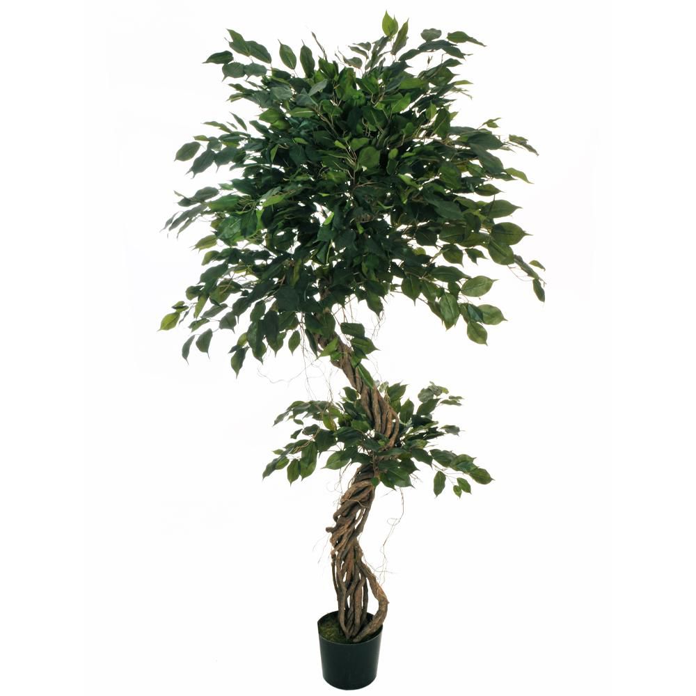 FICUS BENJAMIN PIANTA C/VASO 1755F D.19,5 CM H.210 CM VERDE