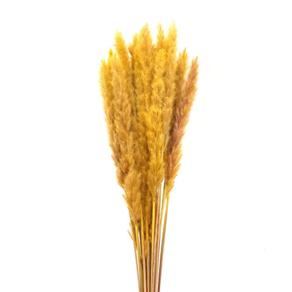 PAMPAS MINI 80 CM 20 PZGIALLO