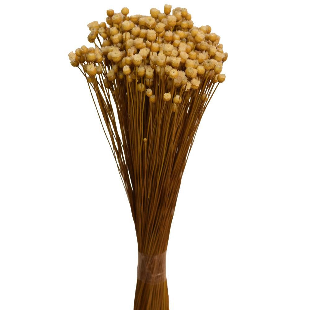 JASILDA GR.100 CM.50 NATURALE