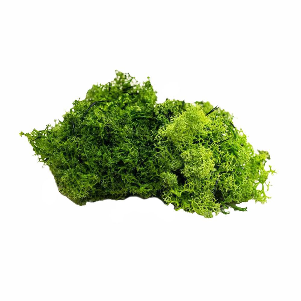 MUSCHIO NORDICO KG.1 VERDE MAGGIO 23