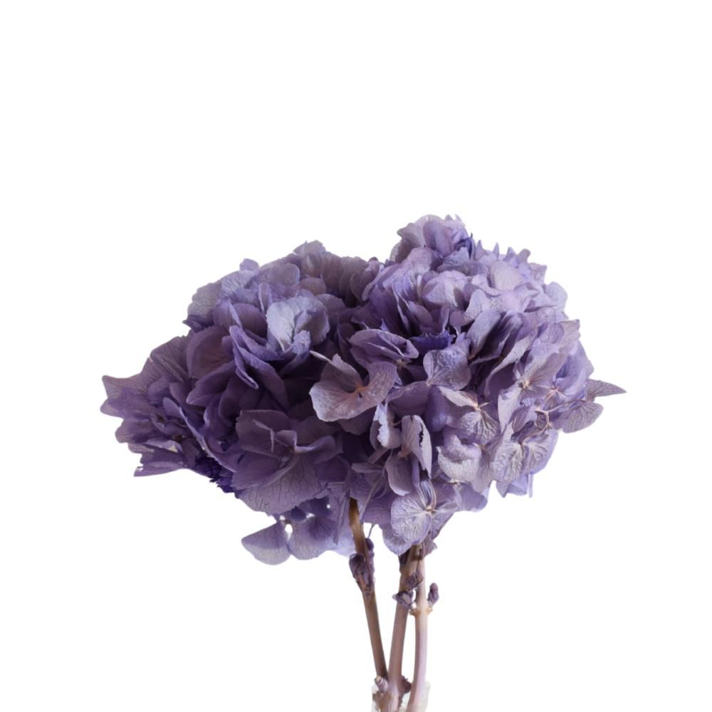 HYDRANGEA STABILIZZATA CM.40 LAVANDA CH 75/P