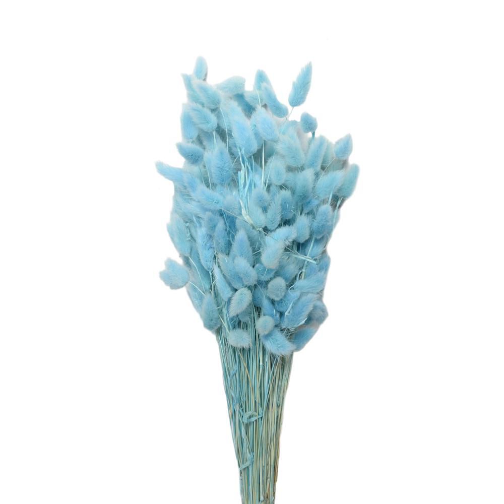 LAGURUS IN BUSTA A CONOGR.100 CM.60-70 ZAFFIRO 122/P