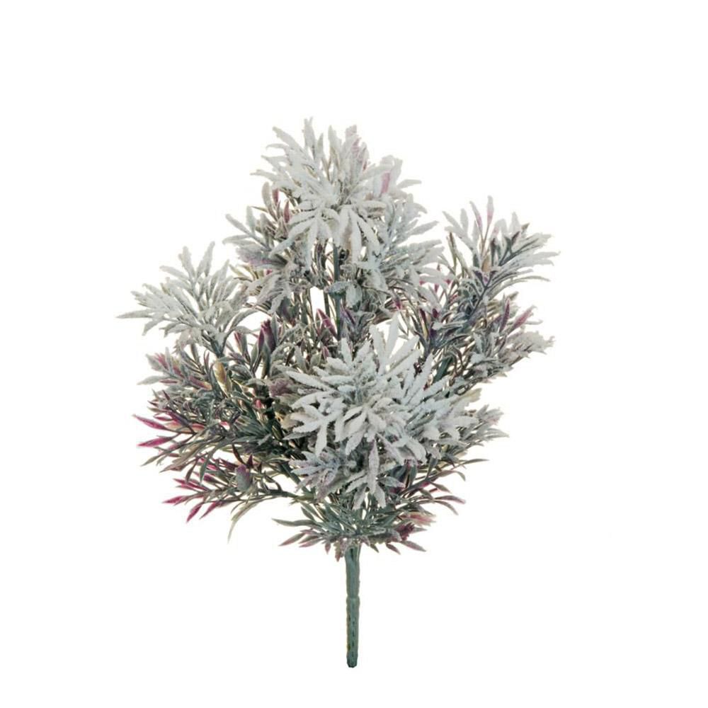 CINERARIA SENECIO BUSH 5F INNEVATA CM.31 PORPORA/GRIGIO