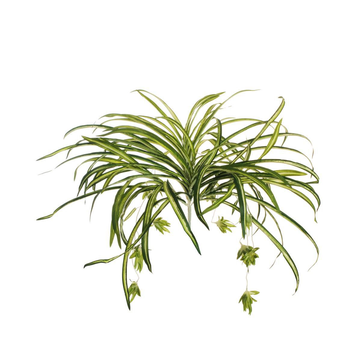 SPIDER PLANT BUSH 6X CADENTE CM.54 VERDE/CREMA