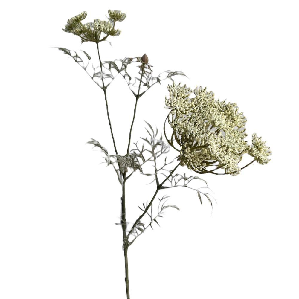 AMMI VISNAGA 3X CM.70 CREMA