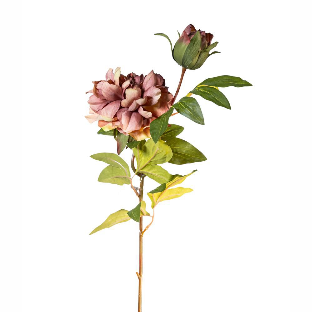 PEONIA RAMO 2X CM.65 ROSA ANTICO