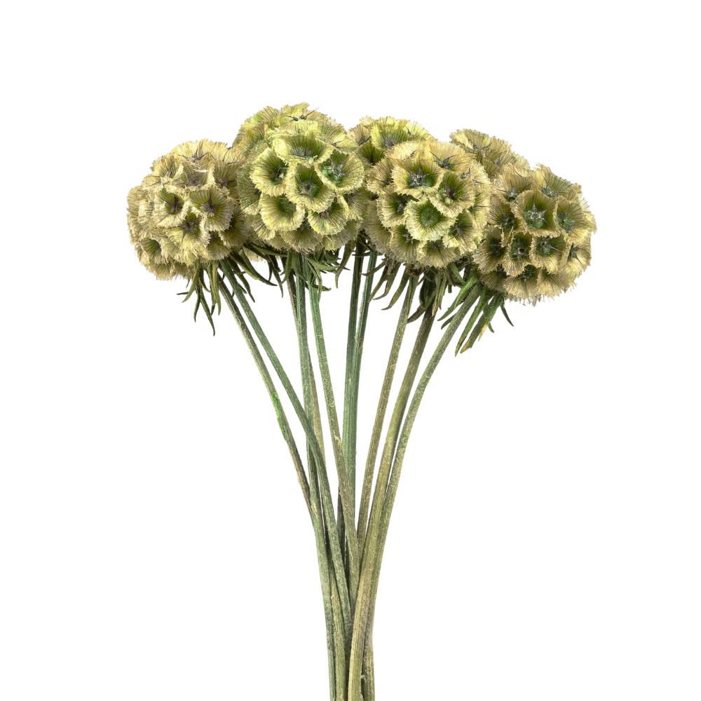 SCABIOSA STABILIZZATA 10PZ. CM.40 NATURALE/VERDE SCABIOSA STABILIZZATA 10PZ. CM.40 NATURALE/VERDE