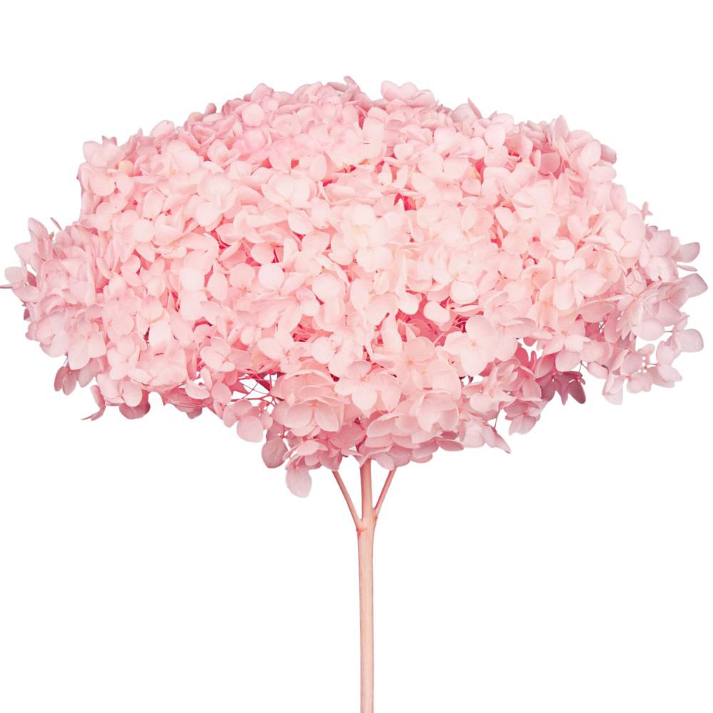 HYDRANGEA STABILIZZATA CM.52 -ANNABELLE PASTEL PINK- ROSA CHIARO