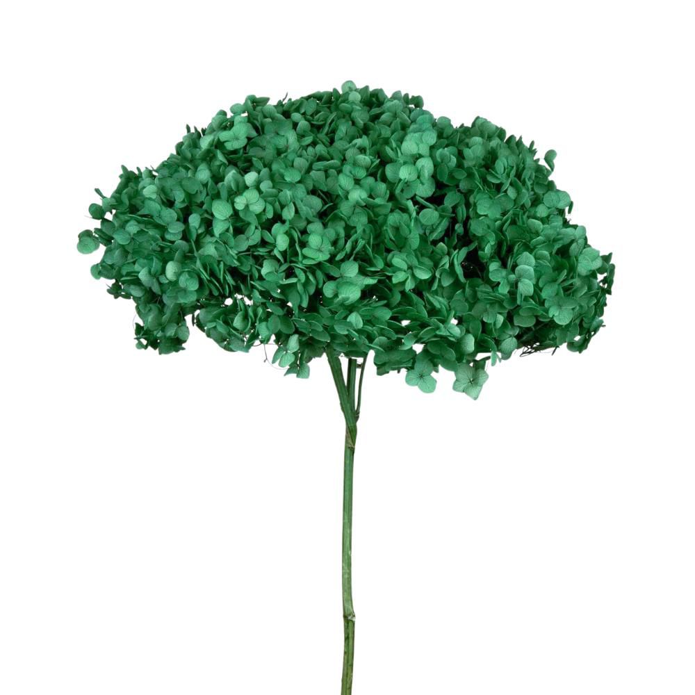 HYDRANGEA STABILIZZATA CM.52 -ANNABELLE FOREST GREEN- VERDE