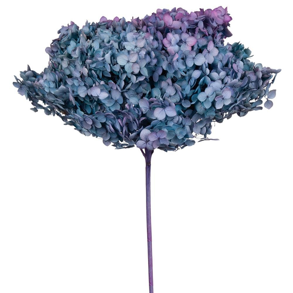 HYDRANGEA STABILIZZATA CM.52 -ANNABELLE AUTUMN GRADIENT- BLUE