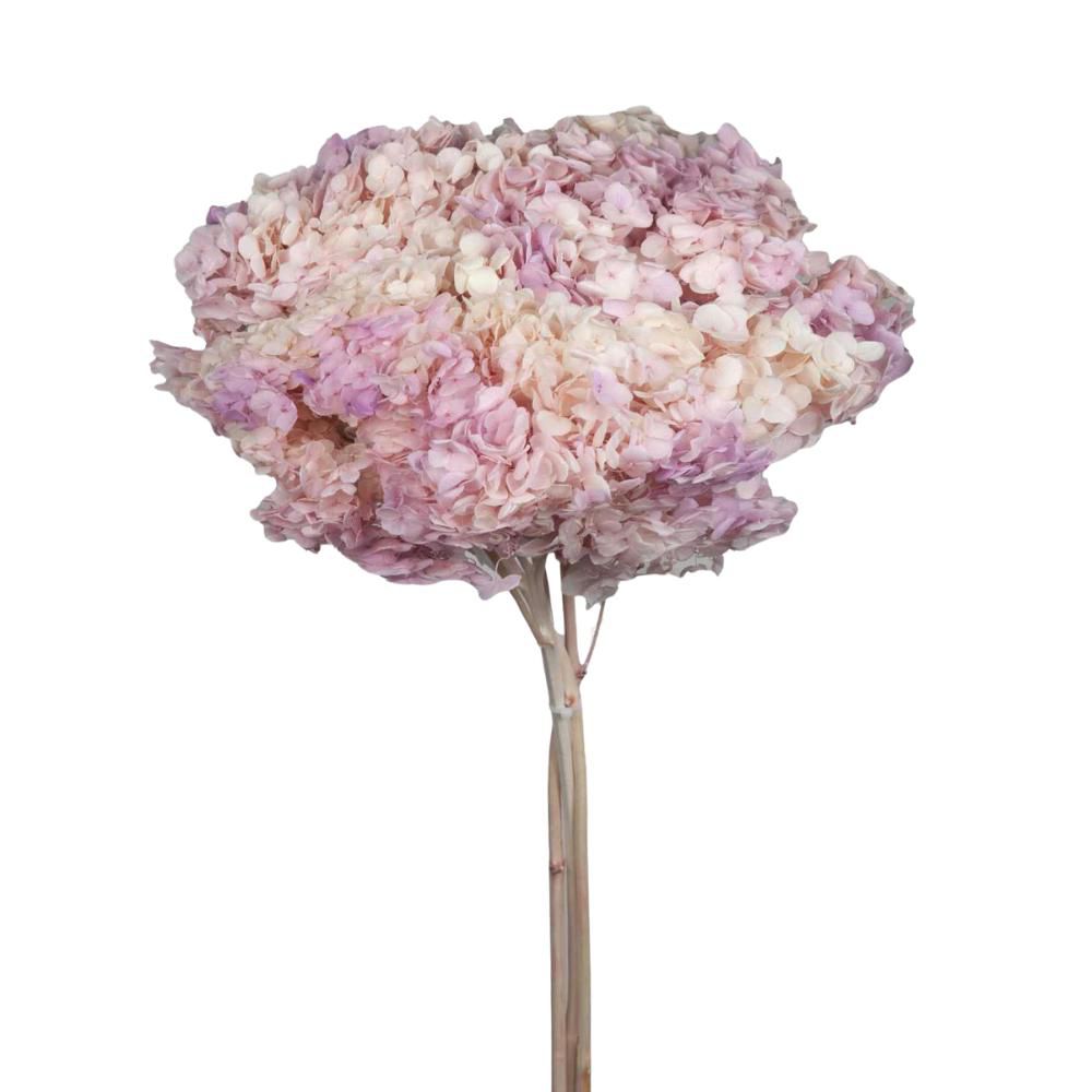 HYDRANGEA STABILIZZATA CM.52 -ANNABELLE SPRING GRADIENT- ROSA