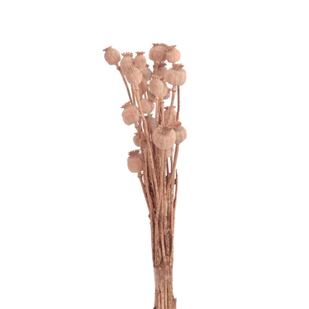 PAPAVERO OLANDESE MAZZOPZ.20 NATURALE