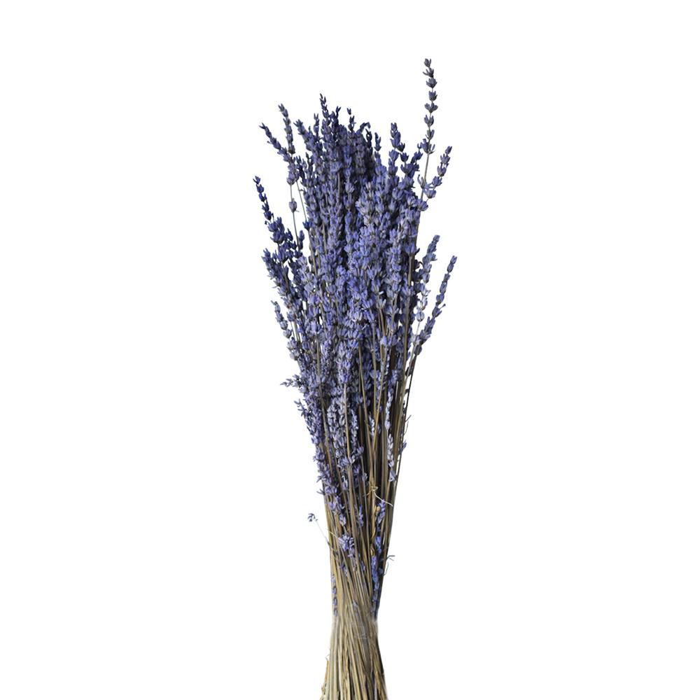 LAVANDA PRESERVATA IN BUSTA A CONO GR.150 CM.50 NATURALE
