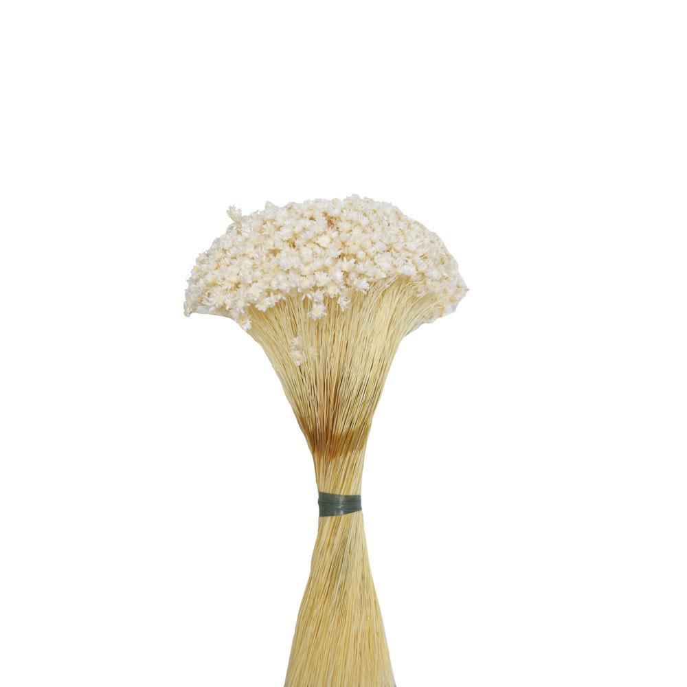 GLIXIA BREJEIRA GR.100 CM.50 BIANCO/01