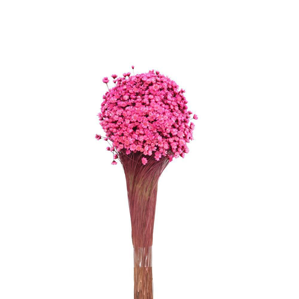 GLIXIA BREJEIRA GR.100 CM.50 CICLAMINO 06