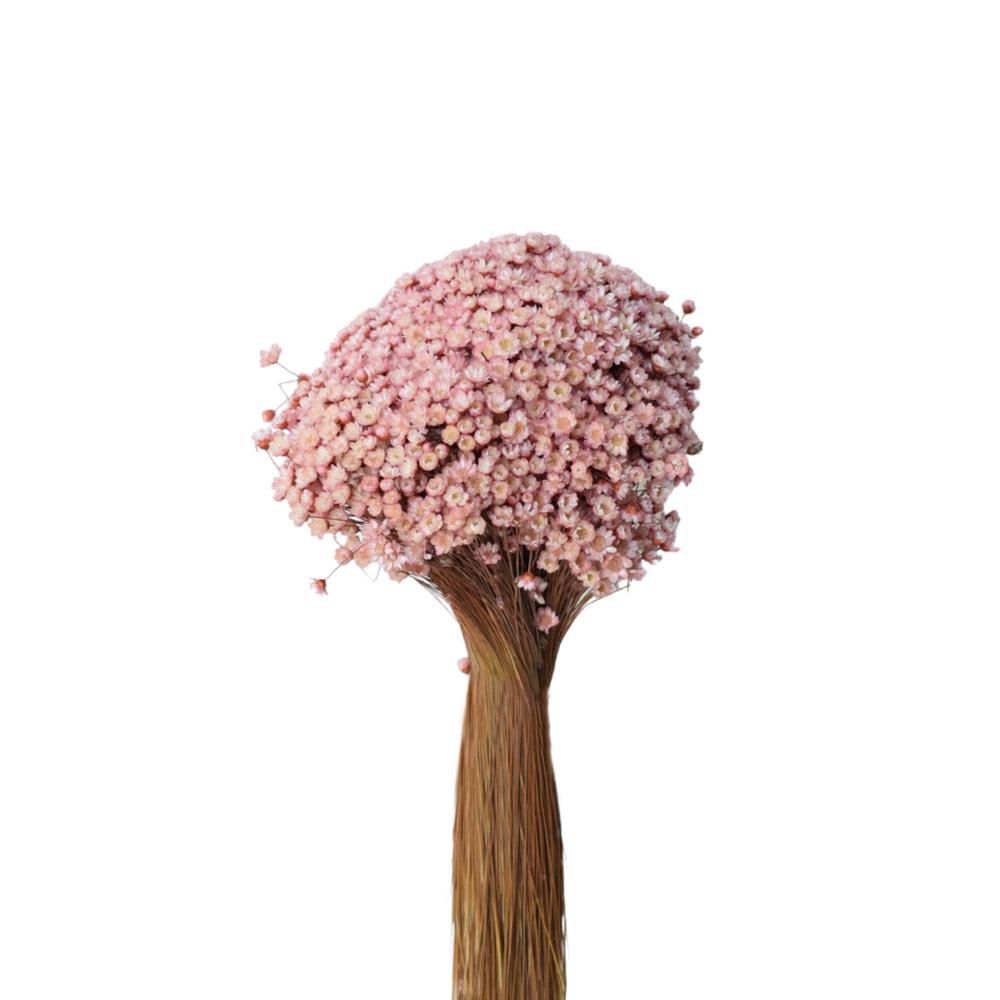 GLIXIA BREJEIRA GR.100 CM.50 ROSA CIPRIA 141