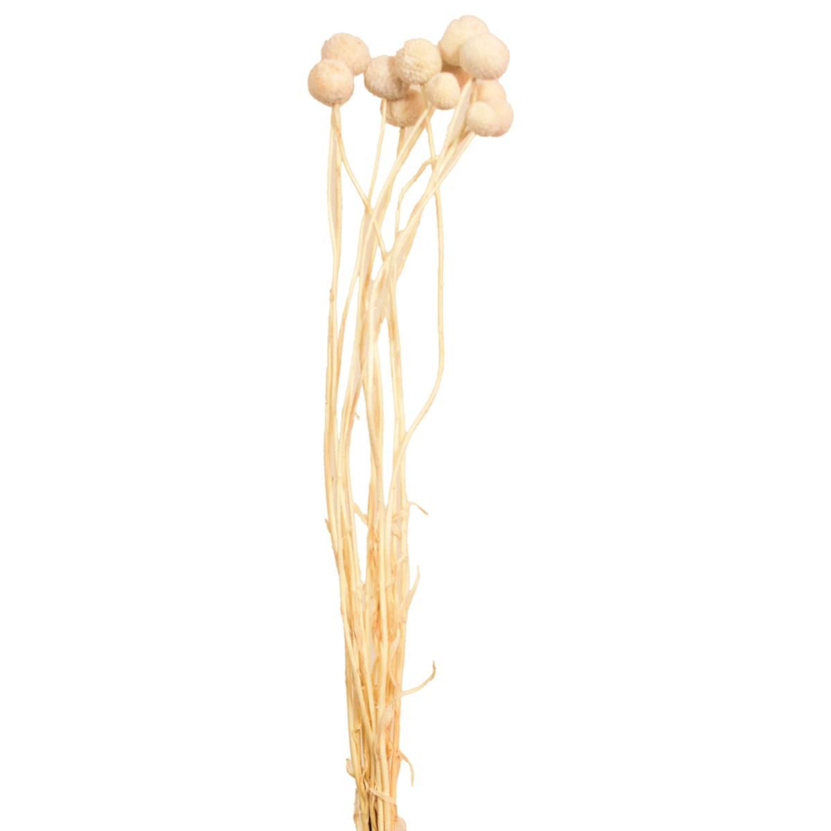 CRASPEDIA MAZZO 10 PZ. CM.73 BIANCO 01