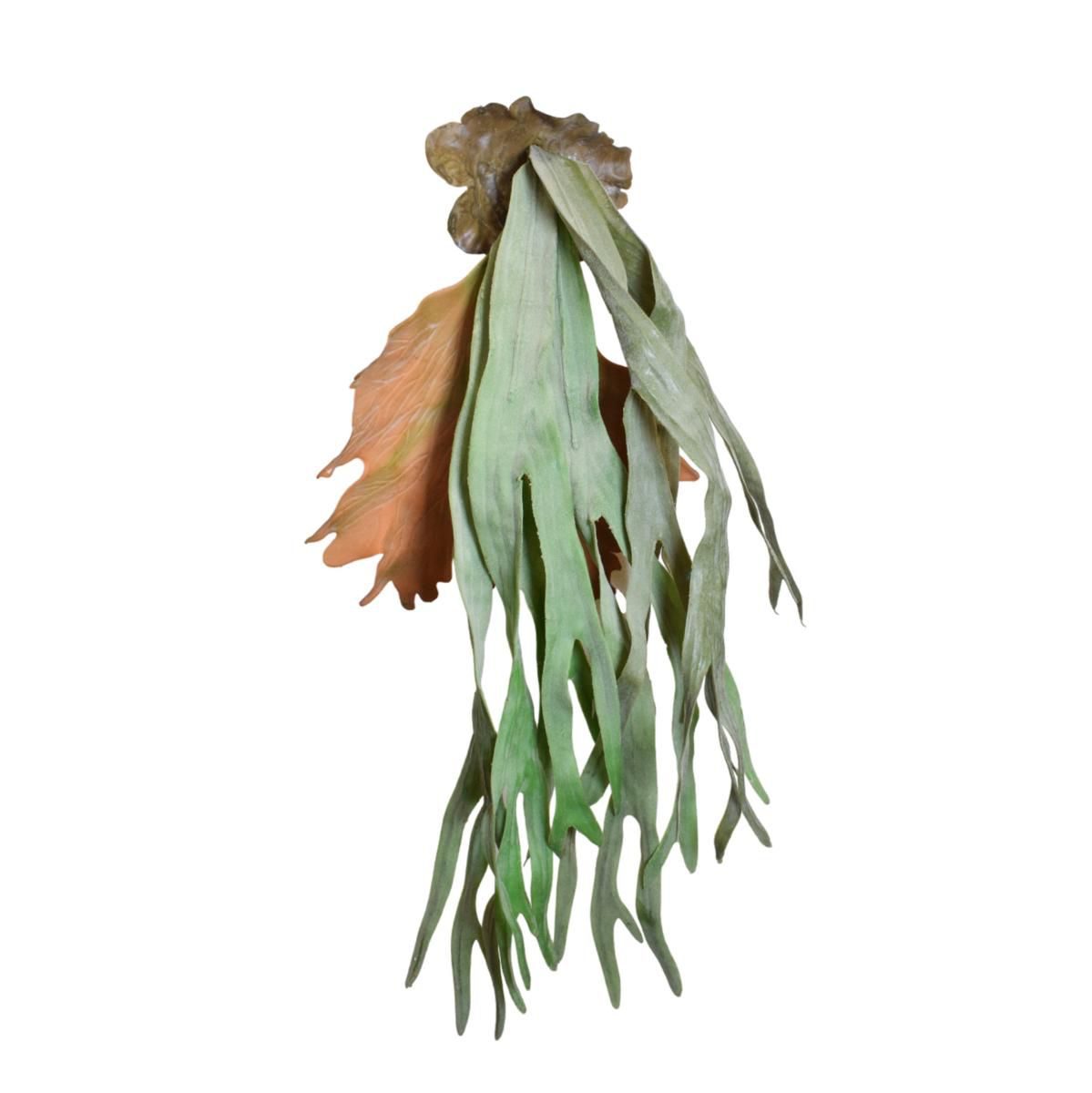 PLATYCERIUM RICADENTE CM. 75 VERDE