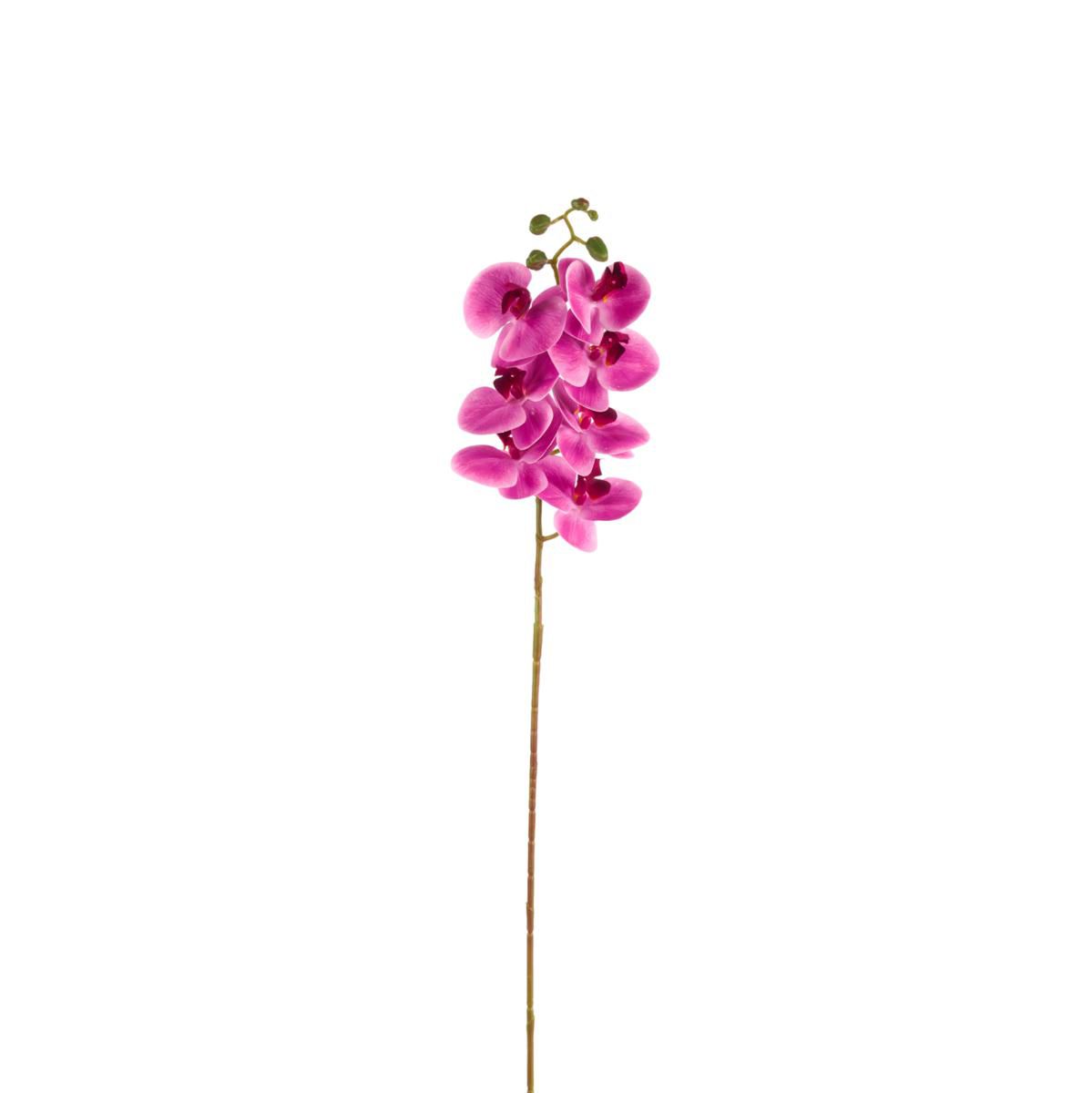 PHALAENOPSIS NATURAL TOUCH CM.105 FUCSIA