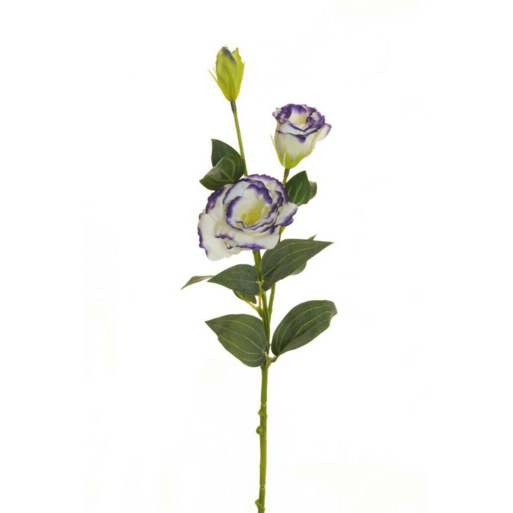 LISIANTHUS SPRAY 2F 1B CM.71 CREMA/VIOLETTO