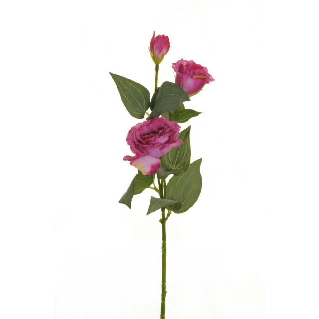 LISIANTHUS SPRAY 2F 1B CM.71 MALVA