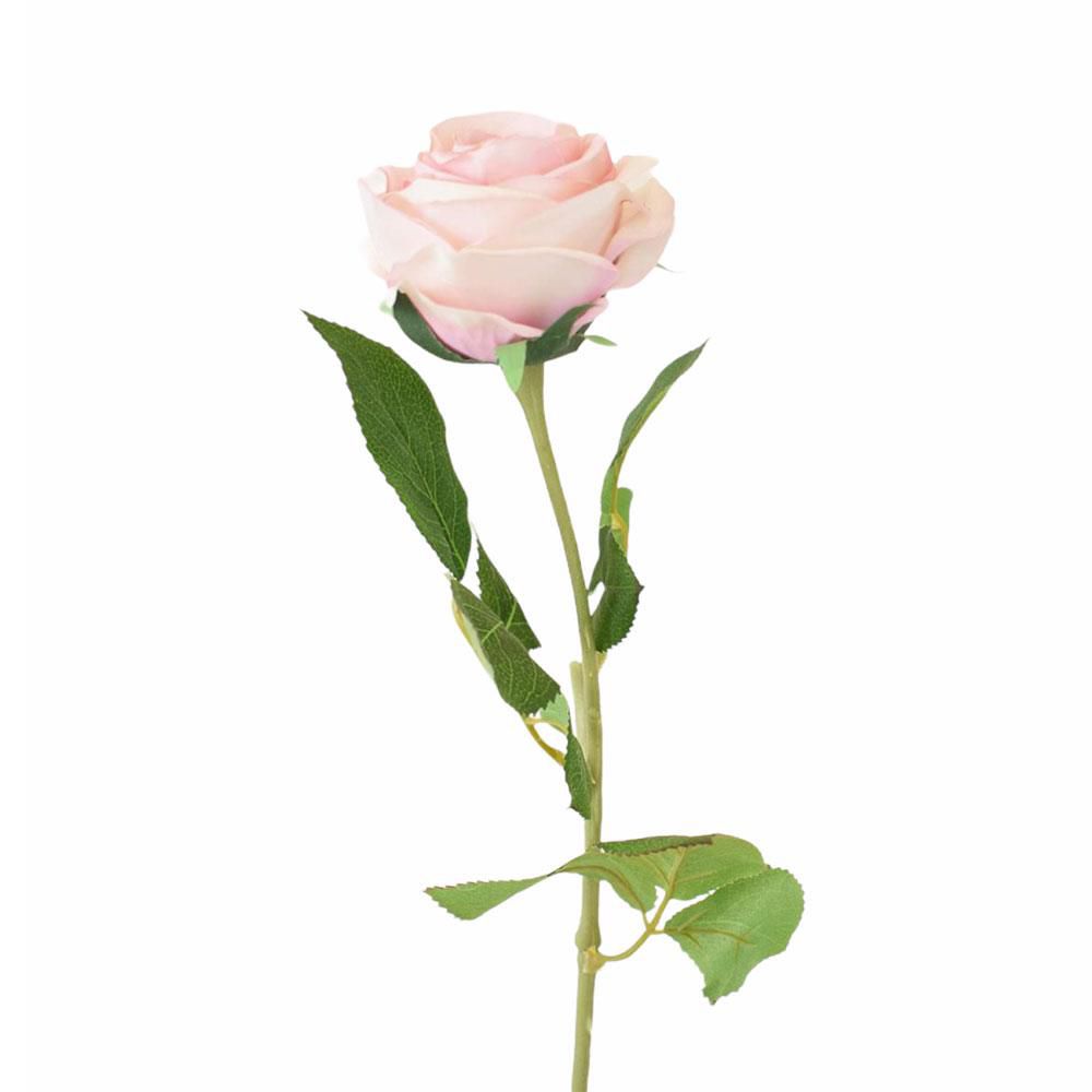 ROSA ECUADOR 1F CM.65 CREMA/ROSA