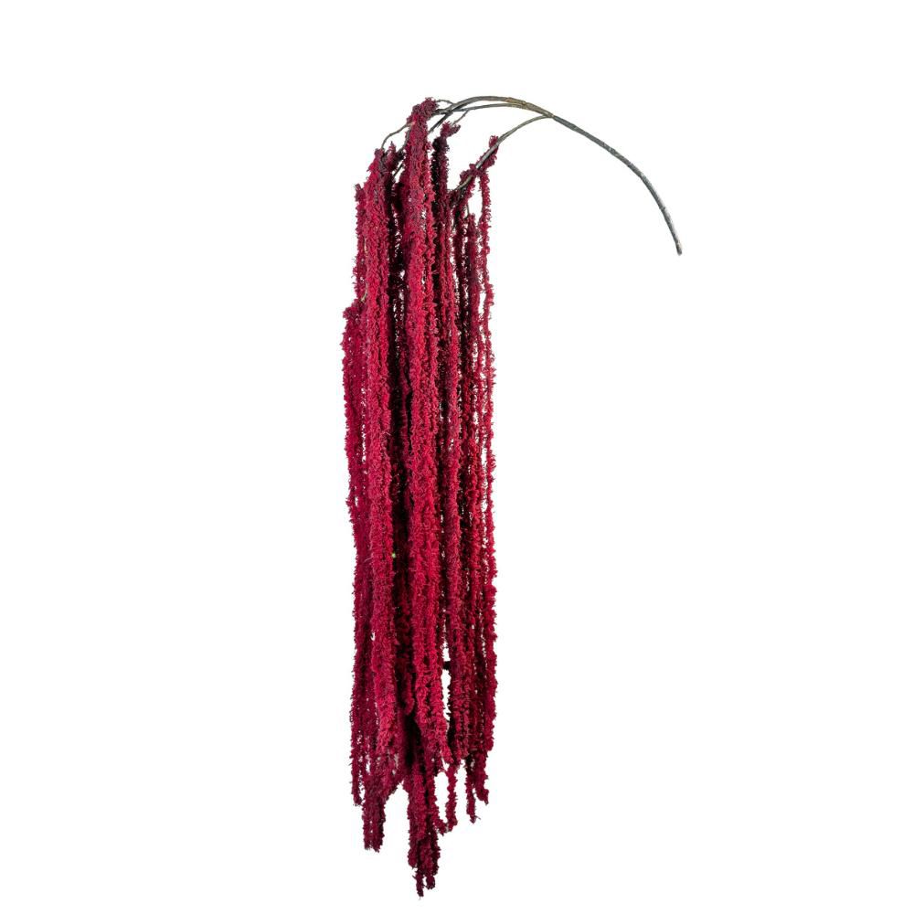 AMARANTHUS CADENTE 4X CM.120 BURGUNDY