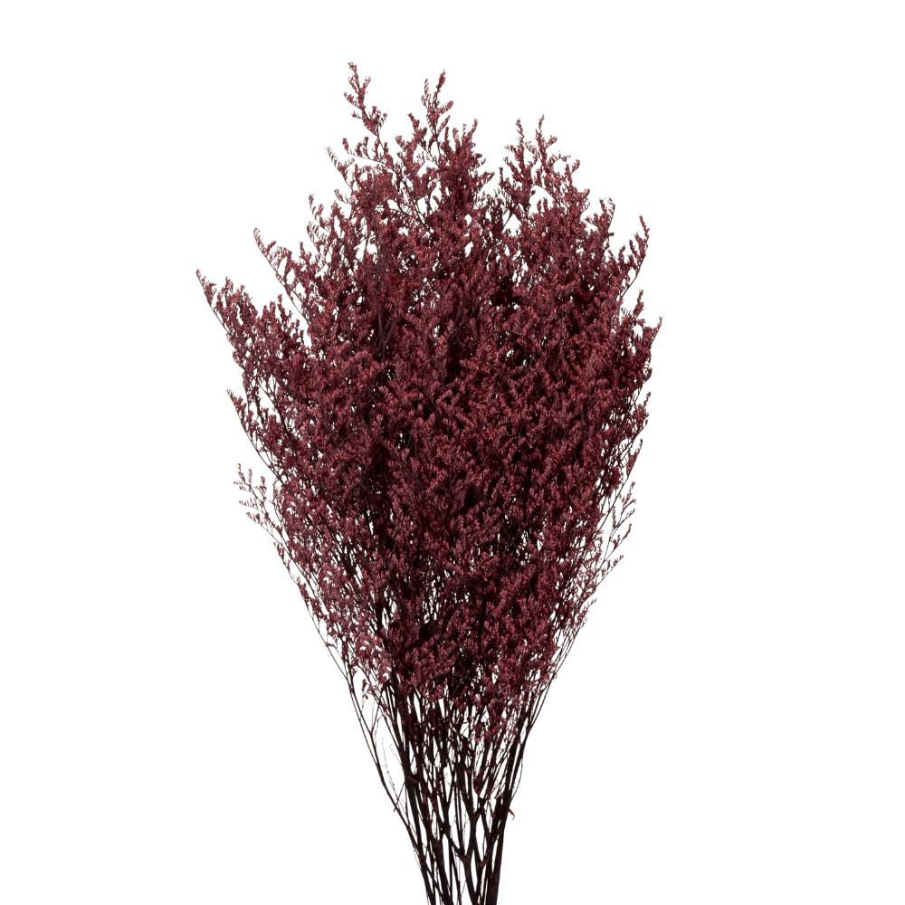 LIMONIUM STABILIZZATO 80GR. CM.70 BURGUNDY