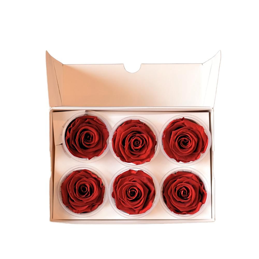 ROSA STABILIZZATA D.6,5CM PZ.6 ROSSO