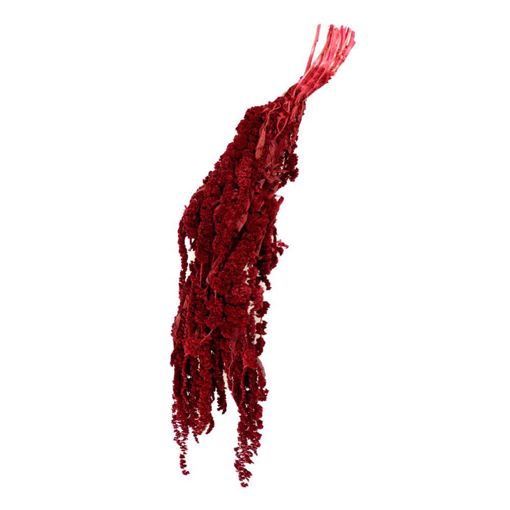 AMARANTHUS GR.150 CM.70BORDEAUX 19