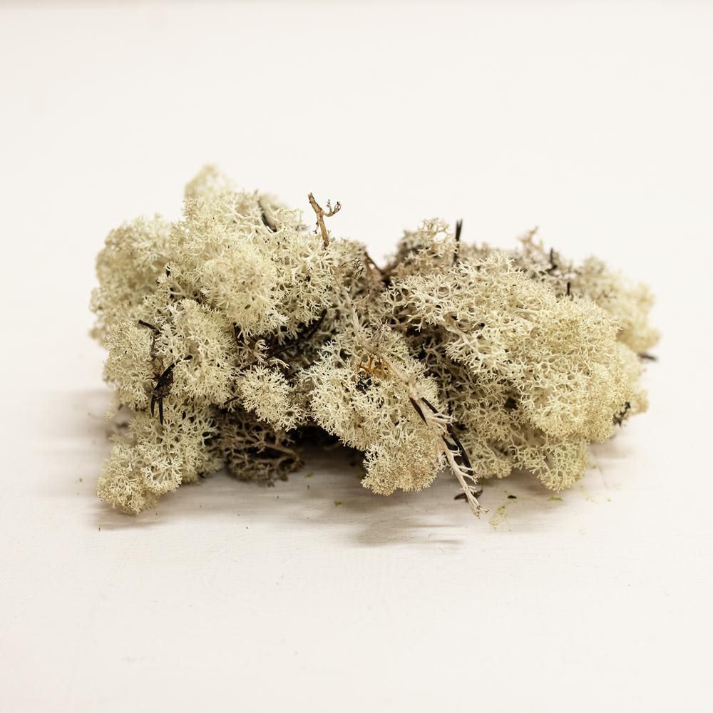 MUSCHIO NORDICO KG.10 NATURALE