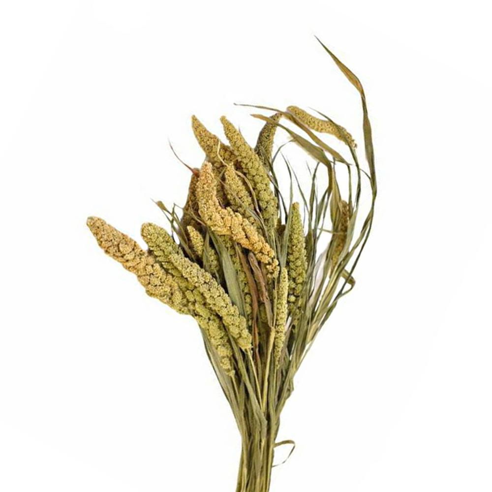 SETARIA CONF.GR.150 NATURALE/VERDE