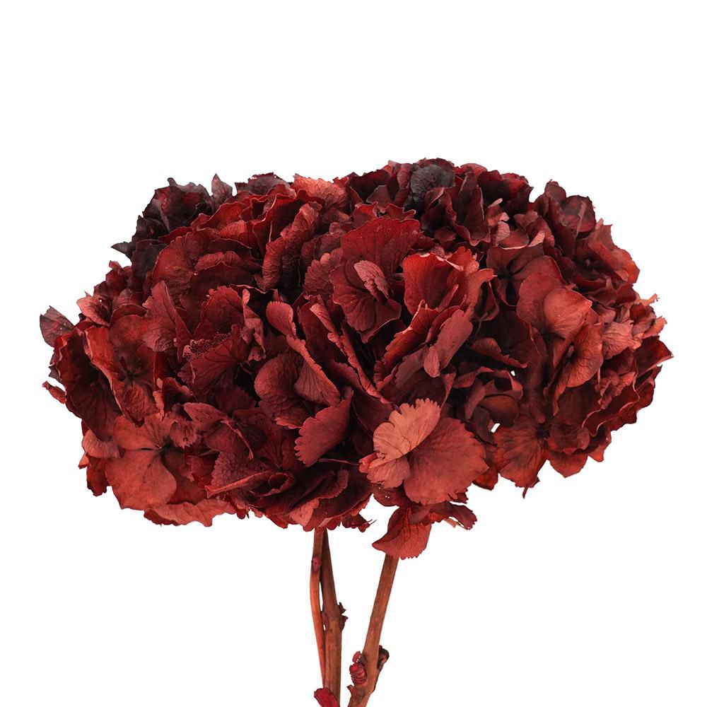 HYDRANGEA STABILIZZATA CM.40 BORDEAUX 19