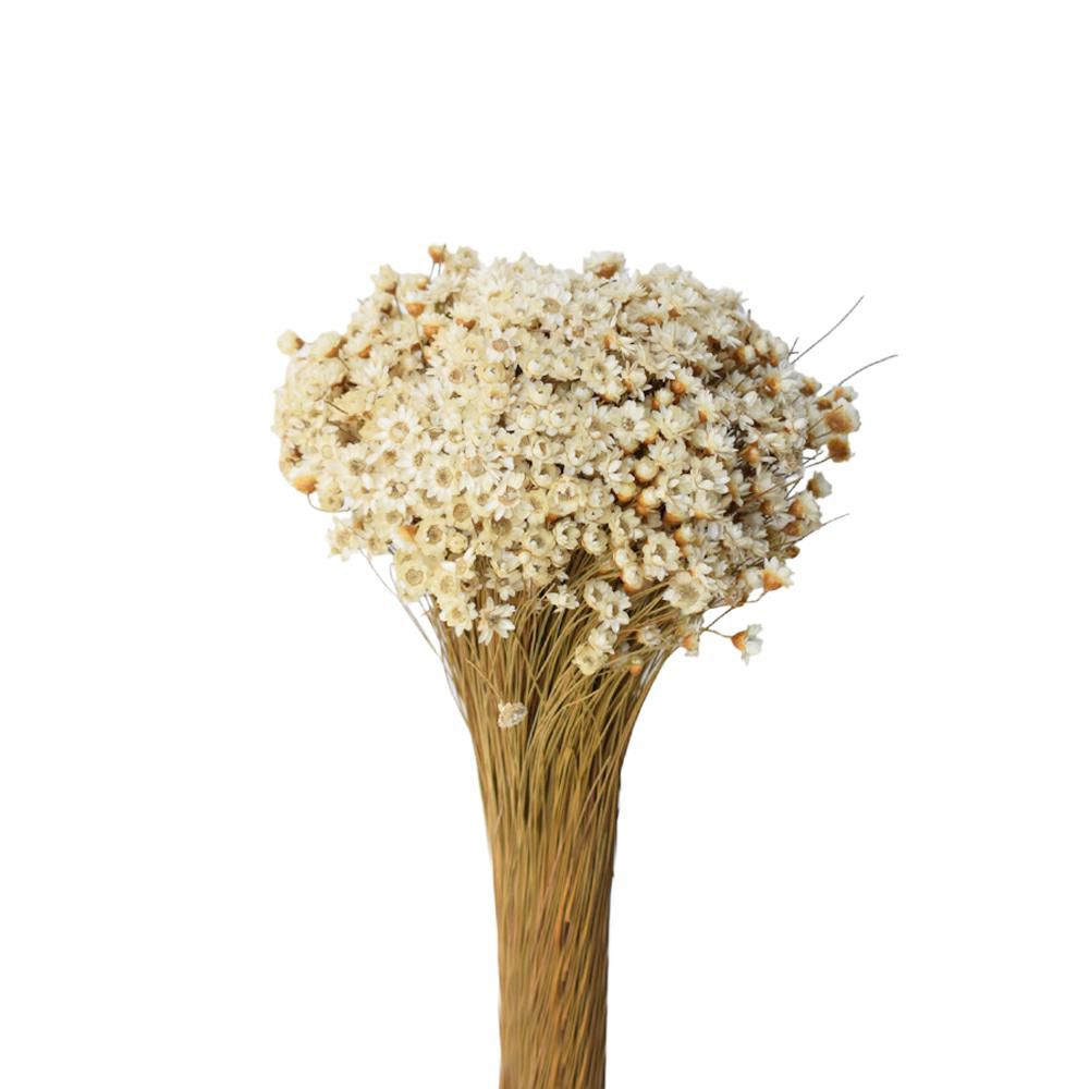 GLIXIA BREJEIRA GR.100 CM.50 NATURALE