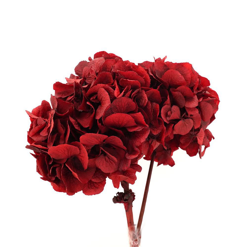 HYDRANGEA STABILIZZATA ROSSO 10